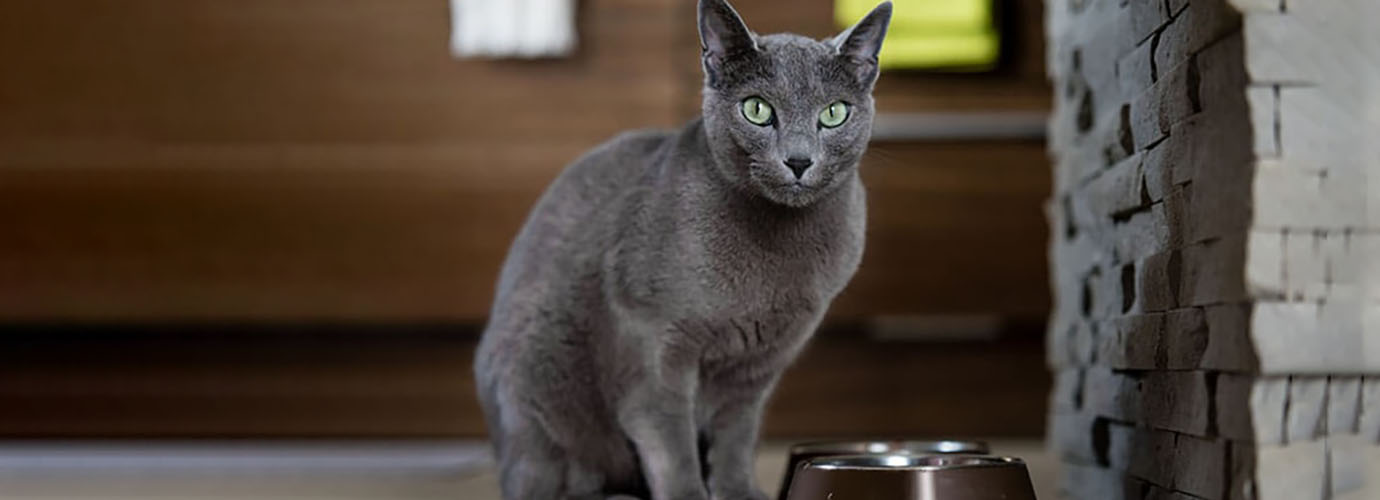 9 WEIRD EATING HABITS IN CATS — AND WHAT TO DO ABOUT THEM
