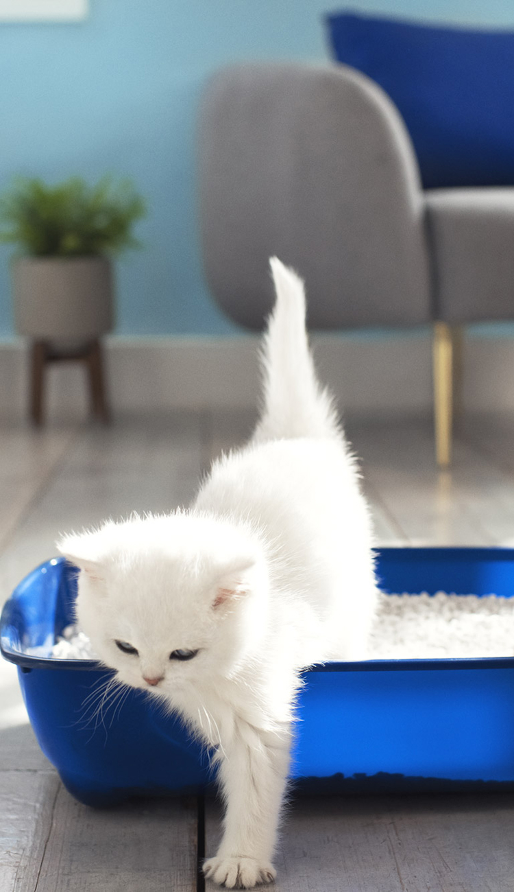 ModKat THE AWARD WINNING CAT TOILET , 50 OFF