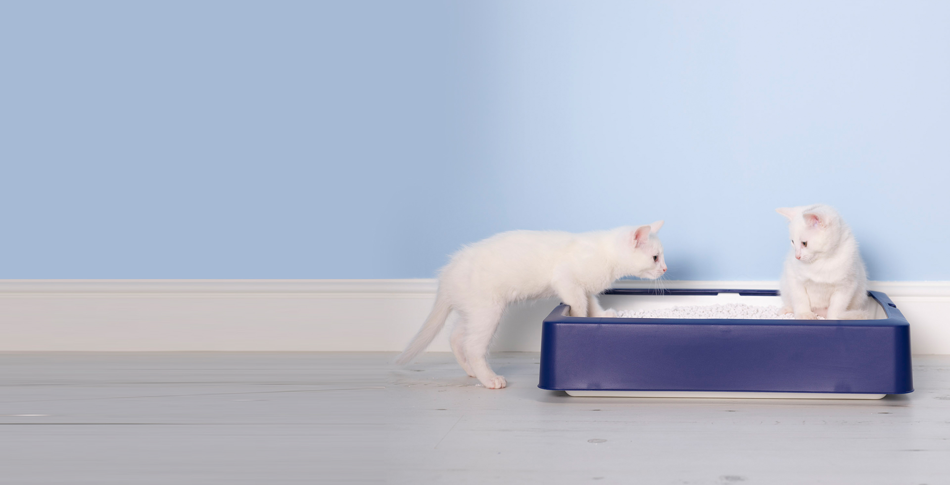 Cat litter tray basics