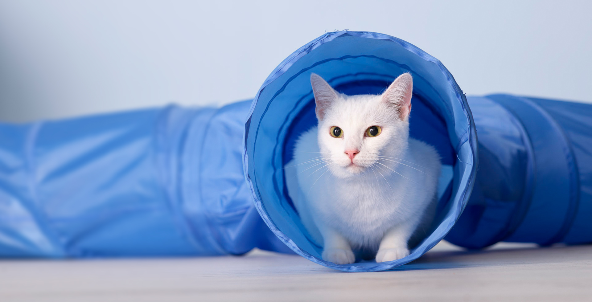Urine spraying or cat litter tray avoidance? How to tell the difference