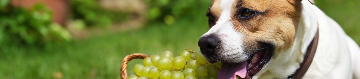 Illustration of Can Dogs Eat Grapes Daily Without Harming Their Liver