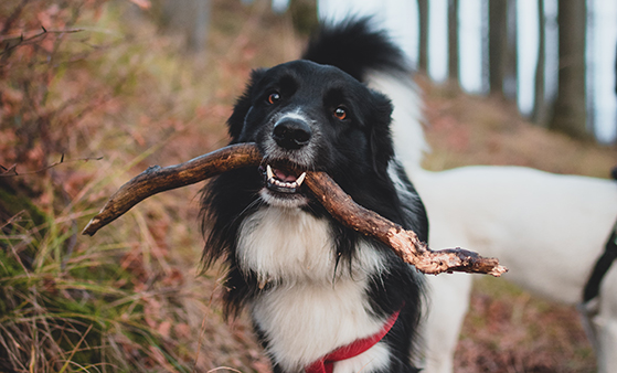 A dog holding a tree branch