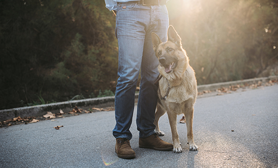 A dog standing next to someone