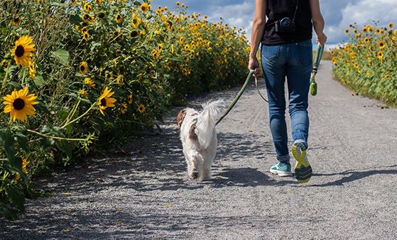 A dog is being walked with a leash