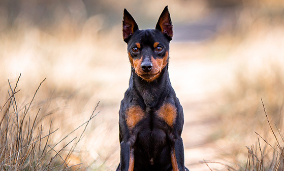 A Miniature Pinscher is sitting