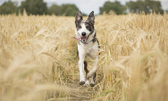 A dog is running in a field