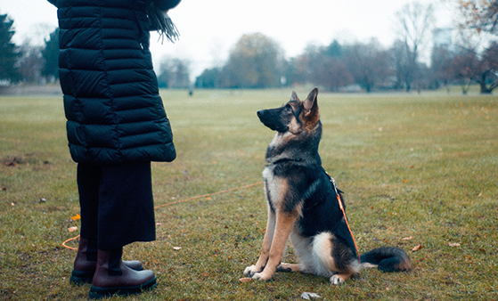A dog is sitting