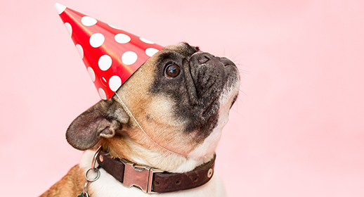 Celebrate Dog Birthdays in 9 Easy Steps - CESAR® Philippines