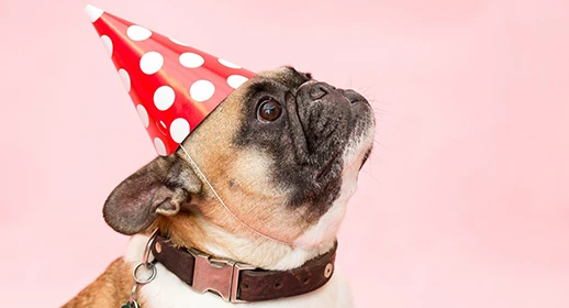Celebrate Dog Birthdays in 9 Easy Steps - CESAR® Philippines