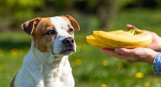 Image showcasing Are Bananas Good for Dogs? Get the Facts - CESAR® Singapore