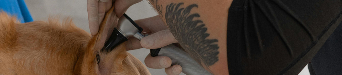 View of How To Keep Dog Ears Clean - PetMD