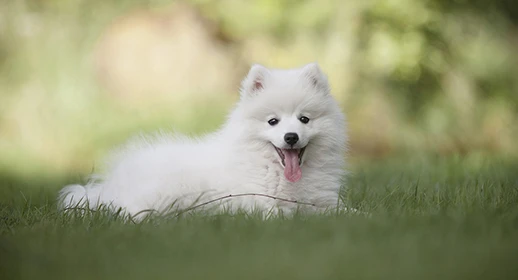 japanese spitz female dog names
