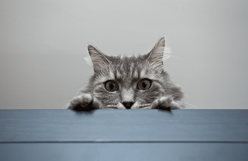 Comment Amuser Son Chat Les Produits Comment Amuser Son Chat Les Produits