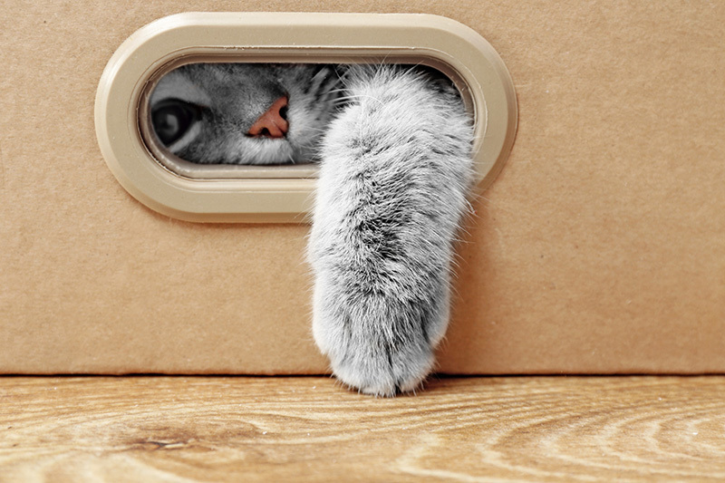 Cachette pour chat idées originales et grands classiques Les produits