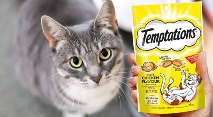 What Do Cats And Kittens Like To Eat Temptations Malaysia what-do-cats-and-kittens-like-to-eat-temptations-malaysia