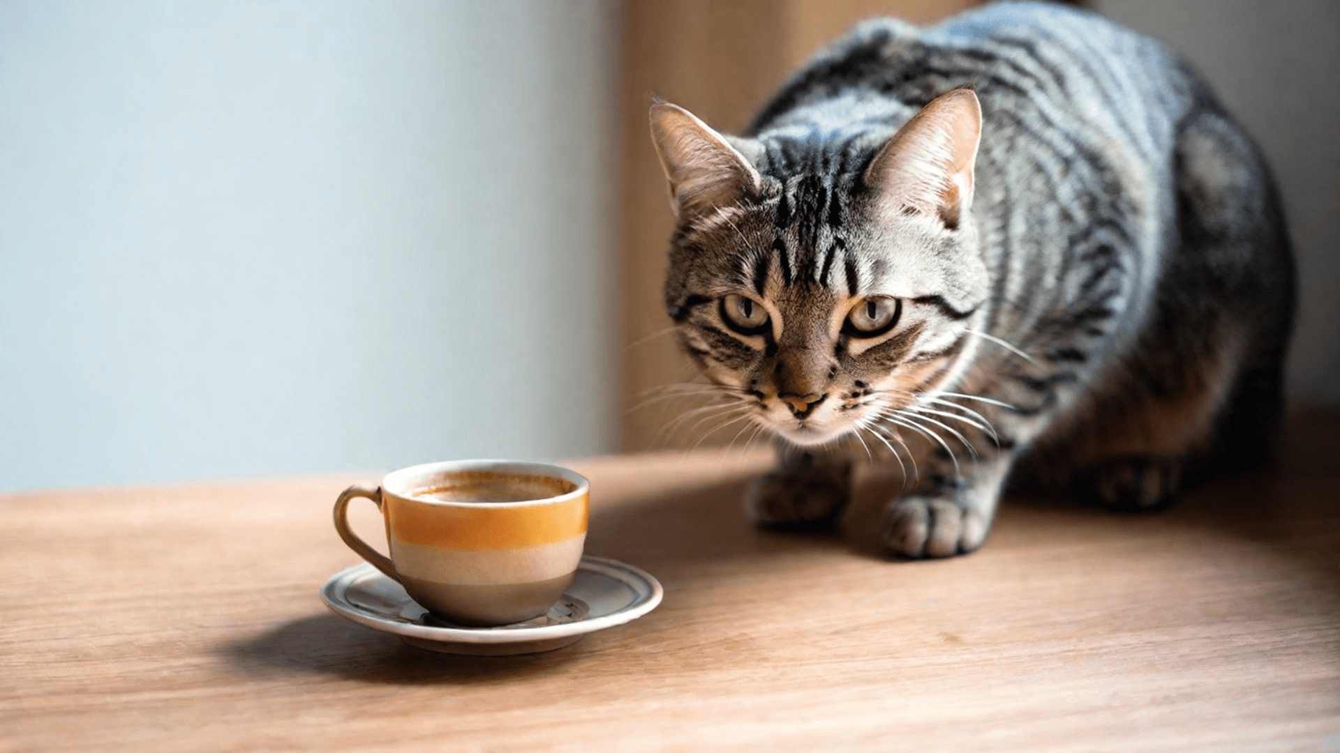 list-of-foods-that-are-poisonous-for-cats-temptations-philippines