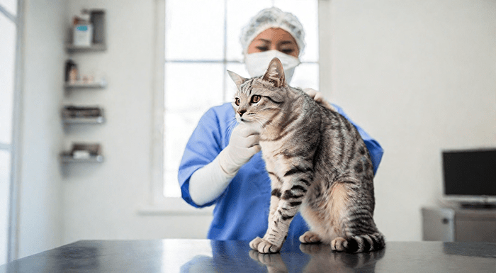Signs Of Rabies In Cats - Temptations™ Singapore