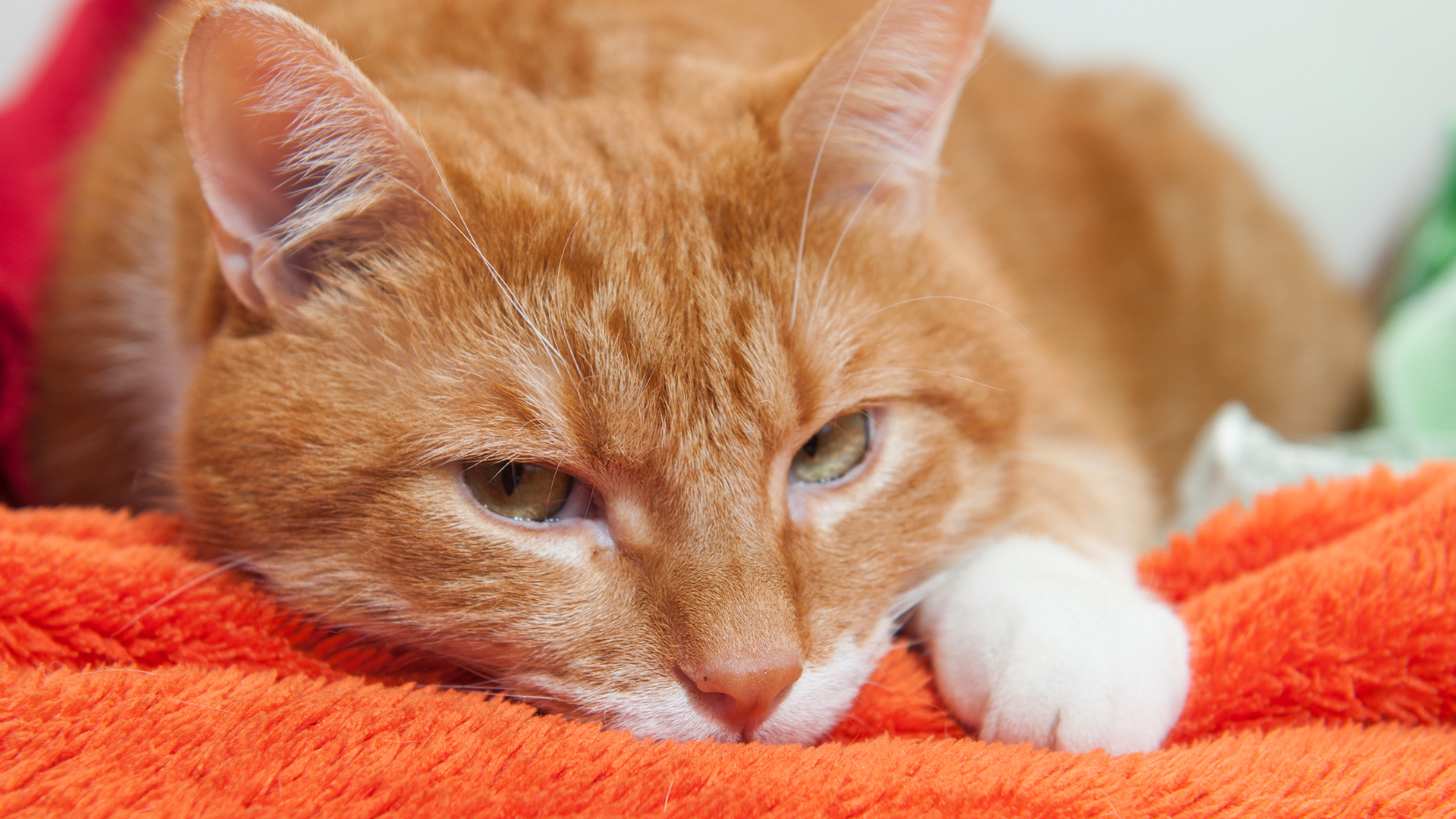 Guide To Understand Cat Body Language Temptations™ Singapore