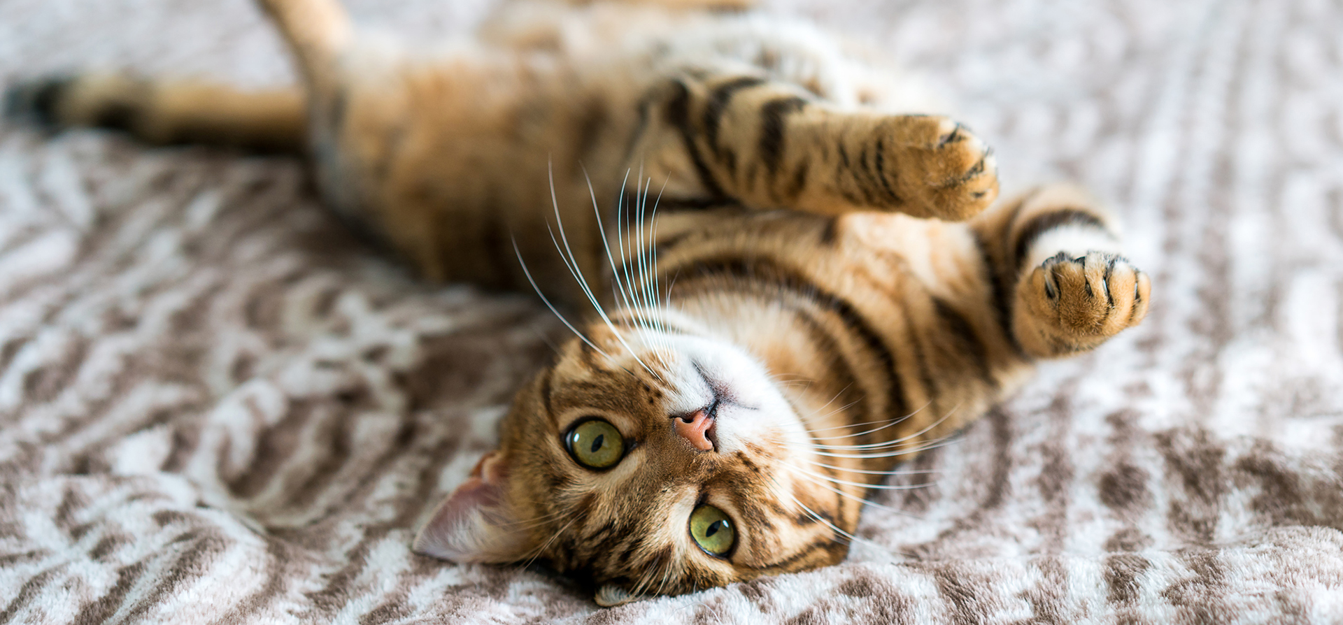 Top 10 Friendliest Cat Breeds Dreamies Pride
