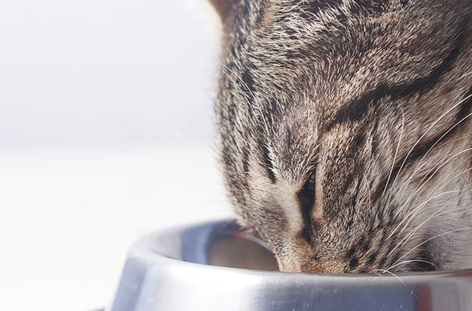 Choisir Une Alimentation Equilibree Pour Son Chat Nutro