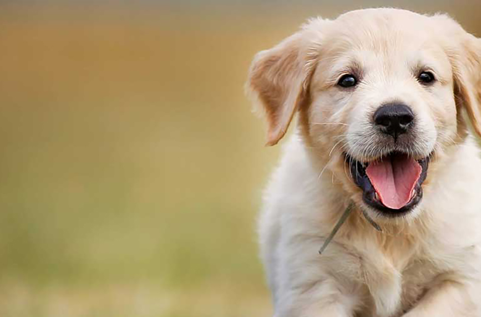 Conseils Pour Promener Son Chiot Nutro