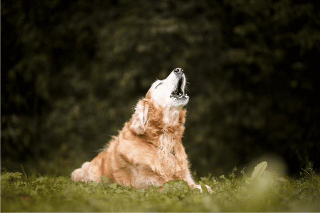 Um cachorro marrom, com pelo denso late para o alto, deitado sobre um gramado.