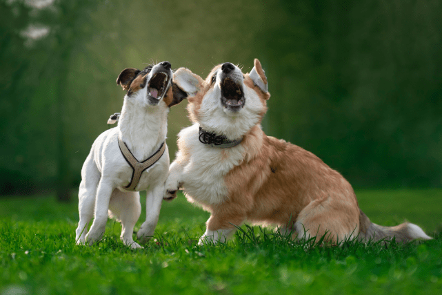 Dois cachorros brincam em um gramado, aparentando latir um para o outro.