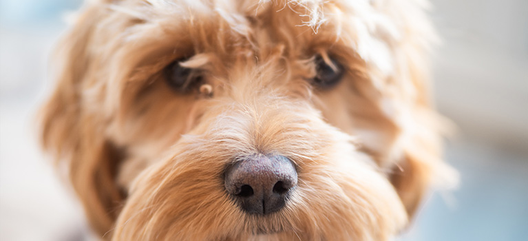 Adopter un chien : nos conseils pour préparer au mieux son arrivée