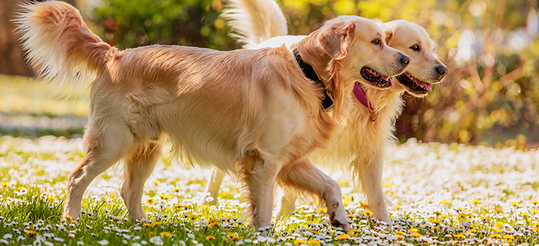 Socialiser son chien adulte : un processus important pour l'animal... et son maître