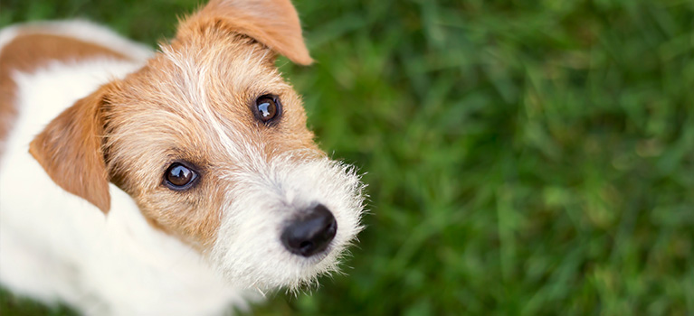 Rétablissons les faits : 5 idées reçues sur les chiens de refuge