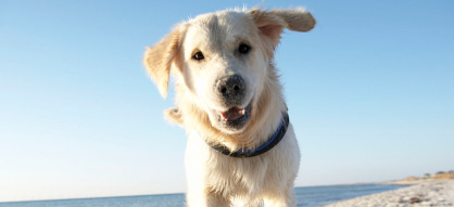 10 comportements canins décryptés