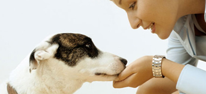L′arrivée du chien : les bons réflexes