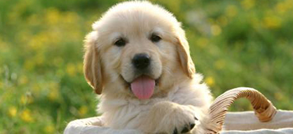 Des astuces pour trouver le nom de son animal