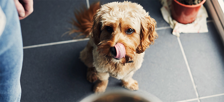 5 conseils que je donnerais aux nouveaux propriétaires de chiens