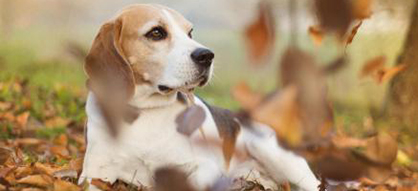 L′automne, des tracas pour les chiens