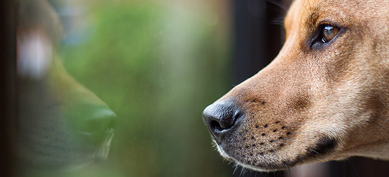 Adopter un chien au passé difficile