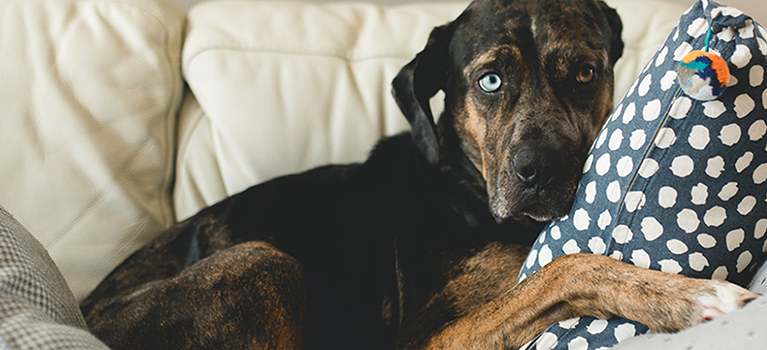 Avoir un chien : tous nos conseils pour bien se préparer