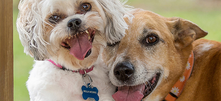Adopter un chien: quelles sont les démarches à effectuer?
