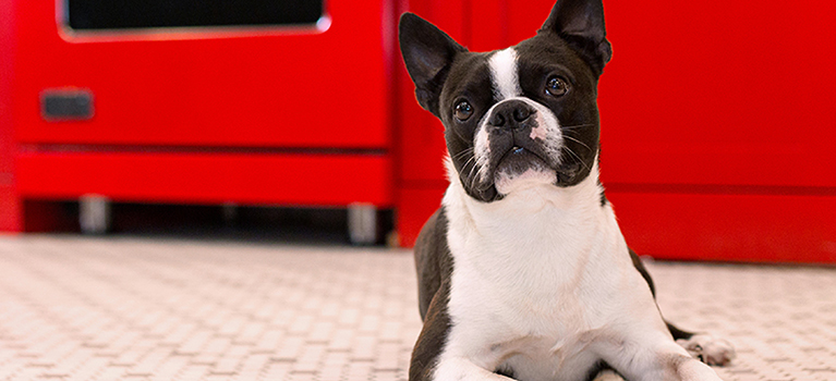 Comment réussir les premiers jours avec votre chien?
