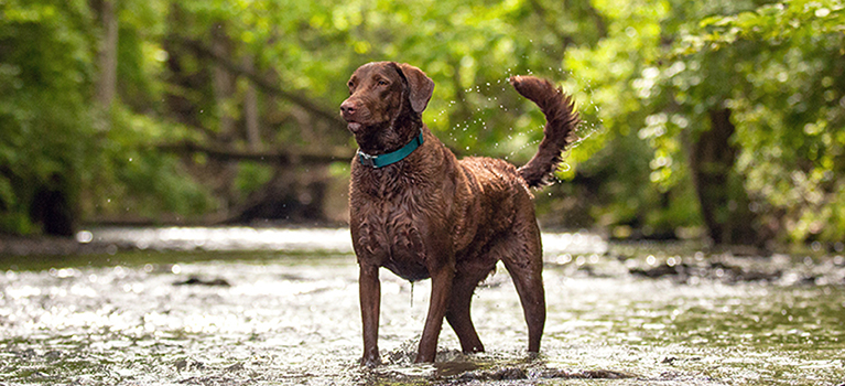 Groupes de chiens : faites le bon choix avant une adoption