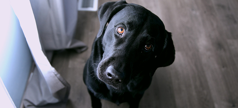 Sommeil du chien : un élément essentiel au bien-être de l'animal
