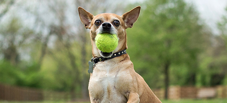 Quelles activités ludiques faire avec son chien?