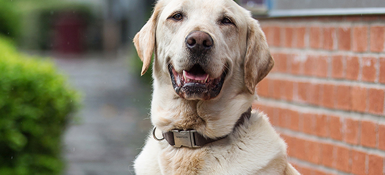 Quels sont les avantages d'accueillir un chien adulte?