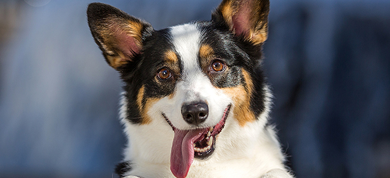 Réussir la rencontre entre vos enfants et votre chien