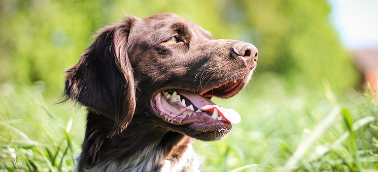 Adoption du chien adulte : les premiers jours