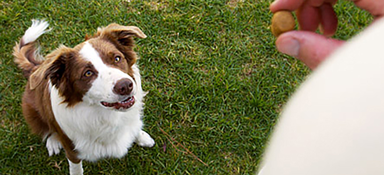 Un chien adopté peut-il encore apprendre?