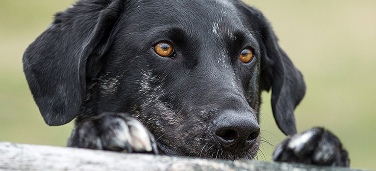 Vous pensez adopter un chien ? Pensez au refuge.
