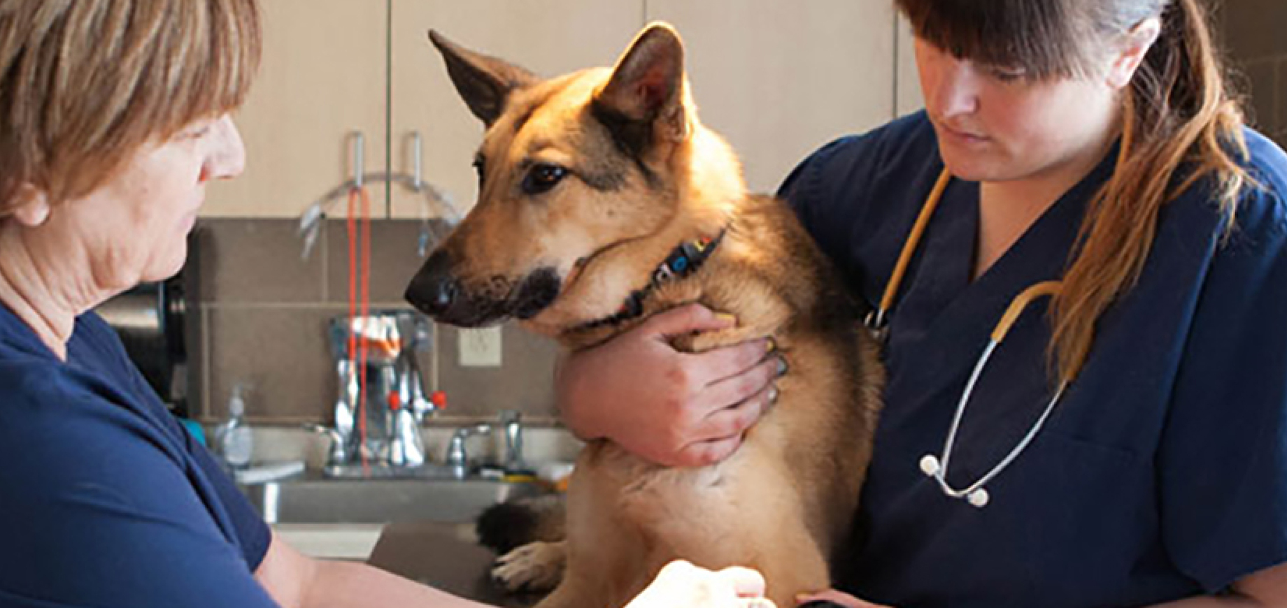 Train your dog to come on command Pedigree