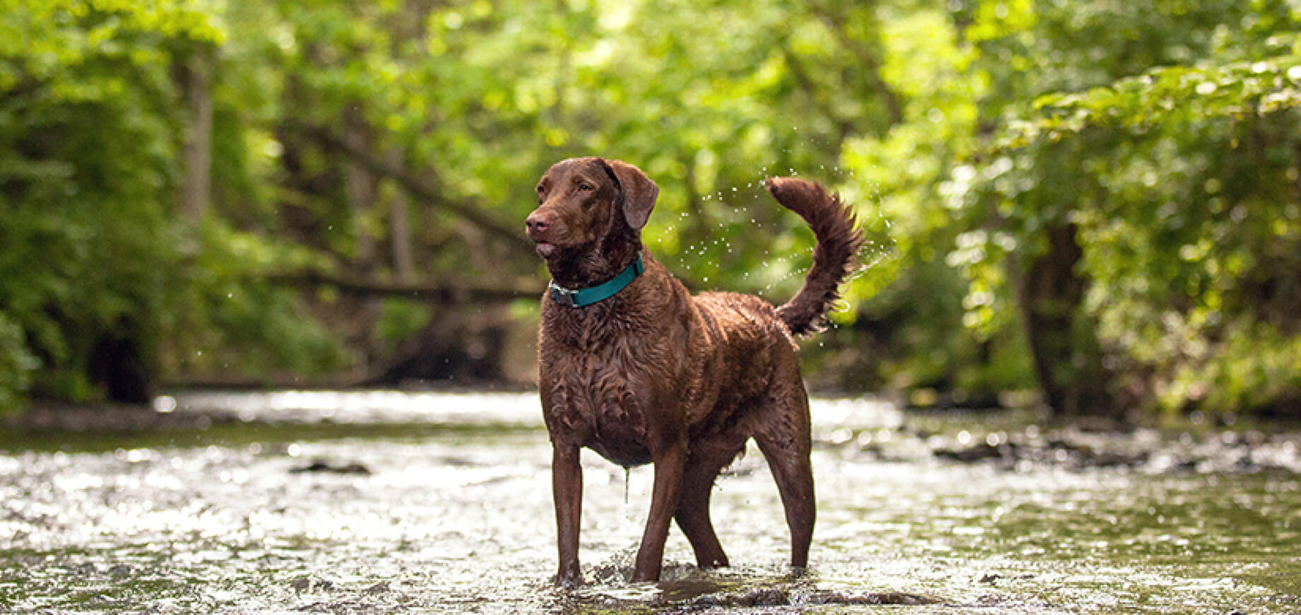 Puppy Care How Much Exercise Do Puppies Need Pedigree