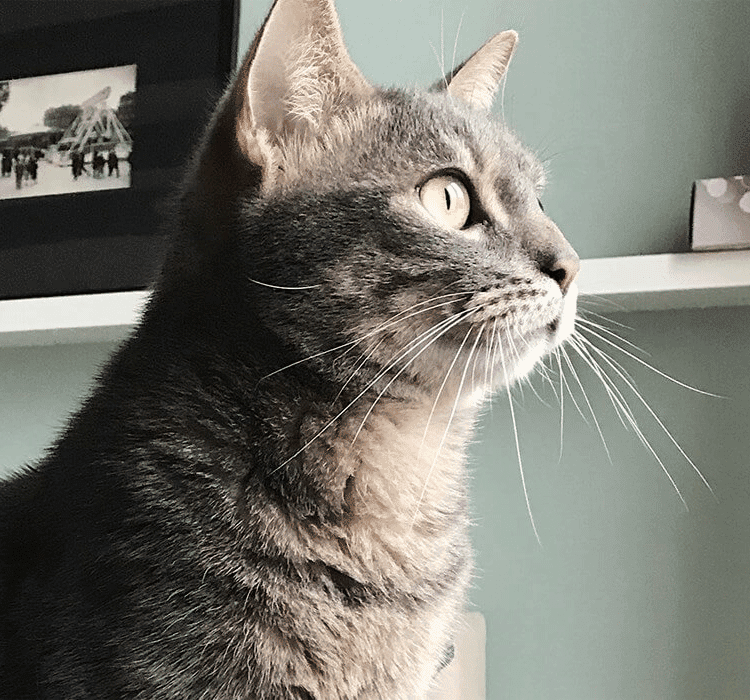 Mon Chat Reste Assis Sans Bouger